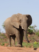elephant (18)